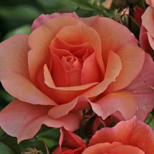 Rozenstruik - Webwinkel - floribunda roos - oranje - Rosa Aprikola® - zacht geurende roos - W. Kordes & Sons - -